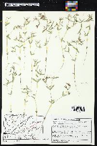 Chamaesyce hyssopifolia image