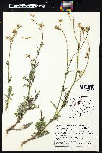 Sonchus oleraceus image