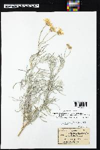 Senecio flaccidus image