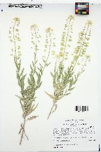 Dimorphocarpa wislizeni image