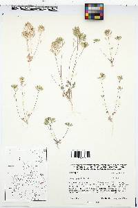 Draba cuneifolia image