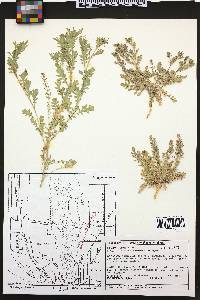 Lepidium lasiocarpum image