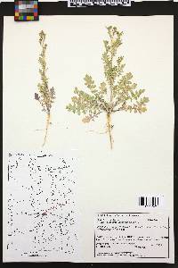 Lepidium lasiocarpum image