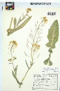 Brassica rapa image