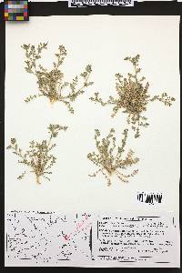 Lepidium lasiocarpum image