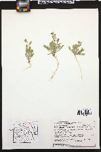 Lepidium lasiocarpum image