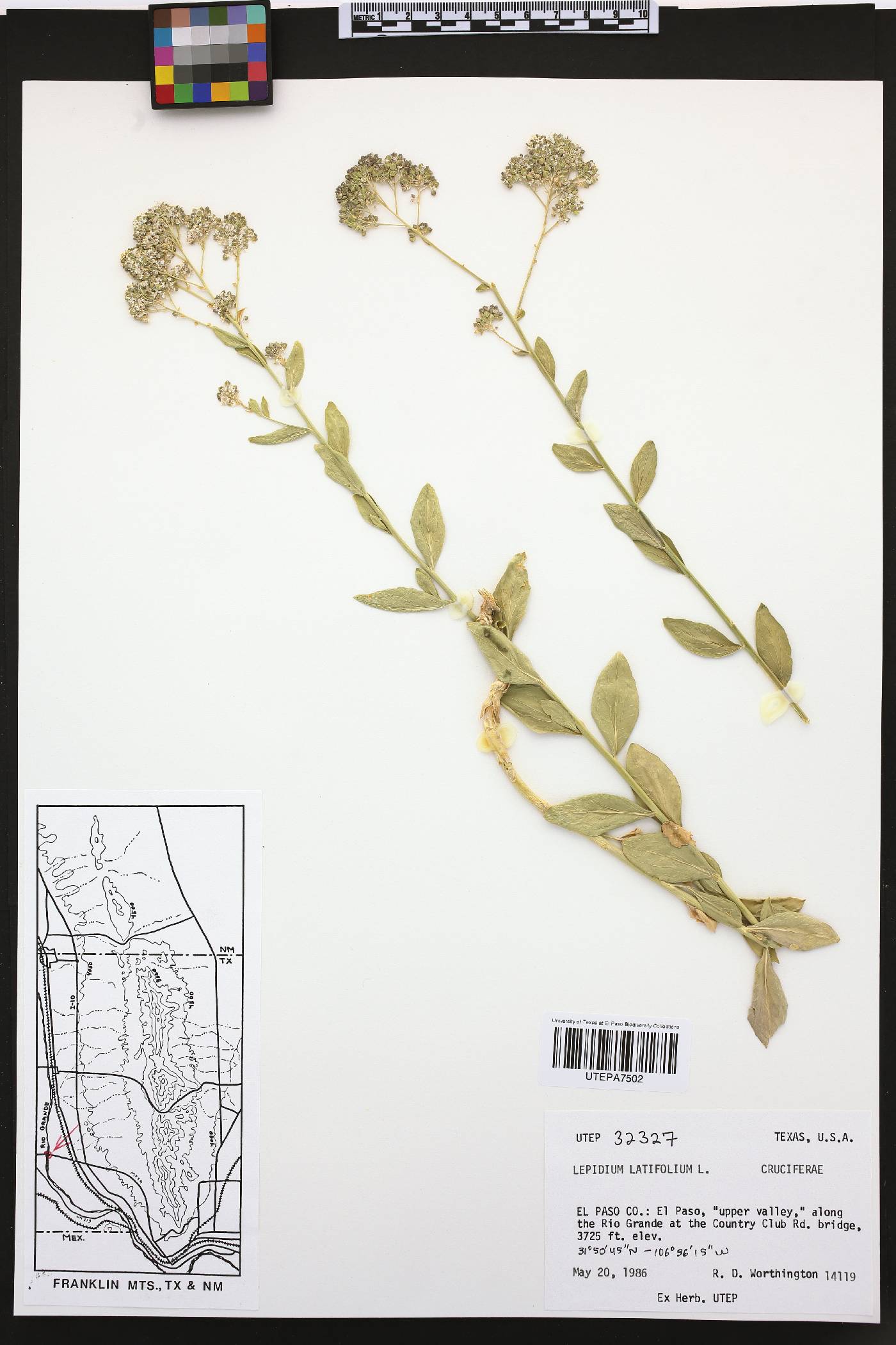 Lepidium latifolium image