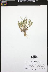 Lepidium oblongum image