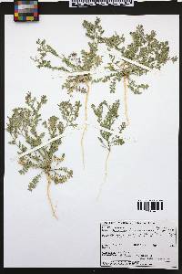 Lepidium lasiocarpum image