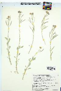 Nerisyrenia camporum image