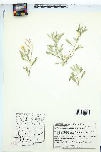 Nerisyrenia camporum image