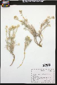 Physaria fendleri image