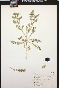 Lepidium lasiocarpum image