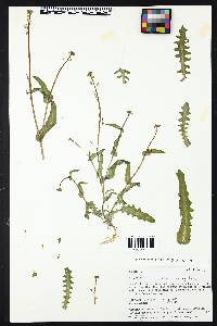 Thelypodiopsis purpusii image