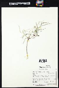 Thelypodium wrightii image