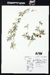 Ibervillea tenuisecta image