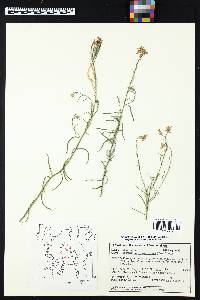 Hesperidanthus linearifolius image