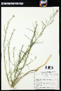 Hesperidanthus linearifolius image