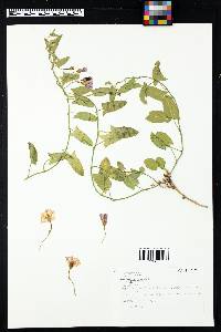 Convolvulus arvensis image