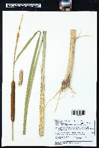 Typha domingensis image