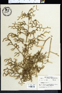 Lycopodium cernuum image