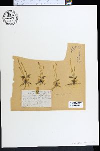 Ophioglossum nudicaule image