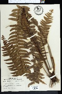 Nephrolepis exaltata image