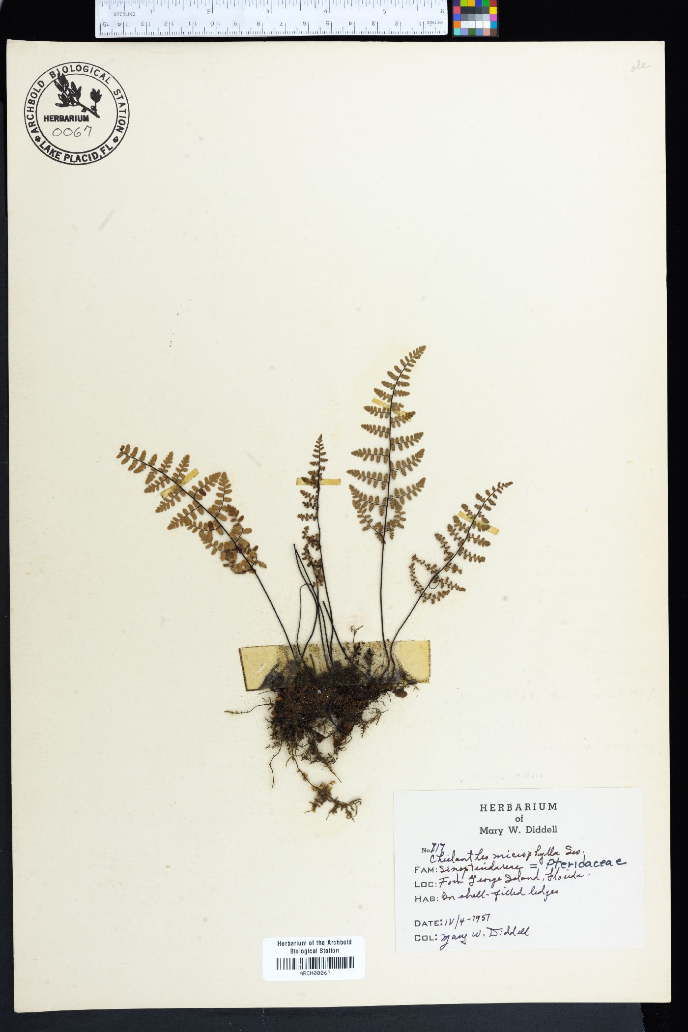 Myriopteris microphylla image
