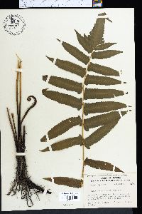 Athyrium esculentum image