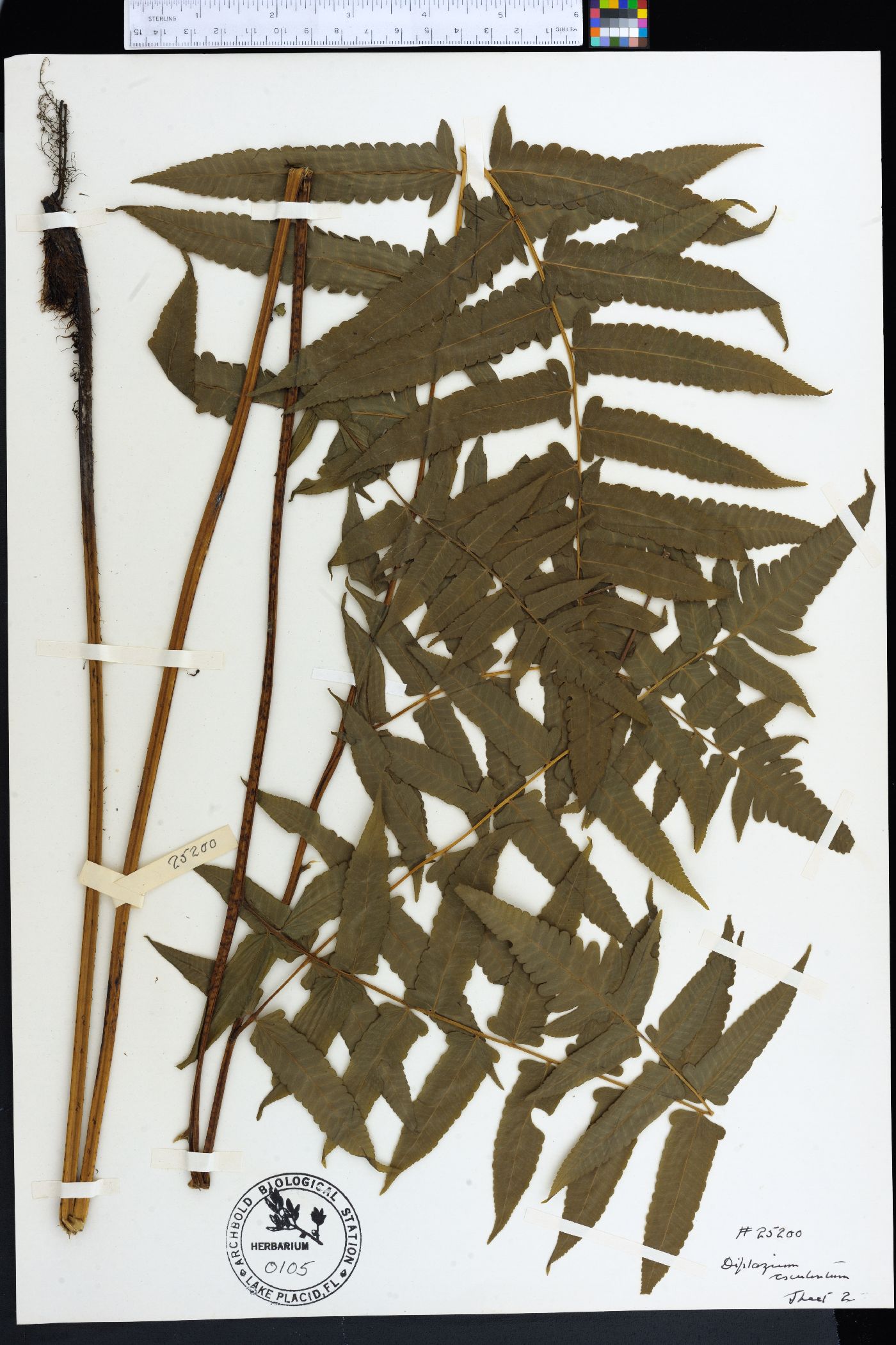 Athyrium esculentum image