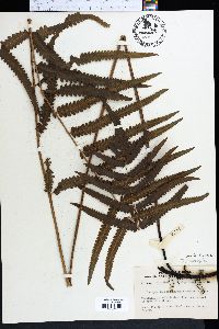 Thelypteris interrupta image