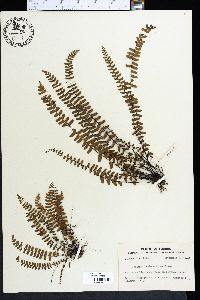 Asplenium heterochroum image