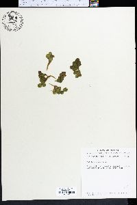 Salvinia minima image