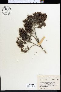 Juniperus silicicola image