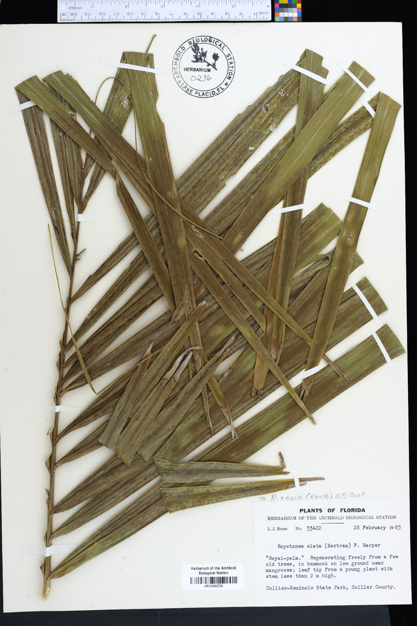 Roystonea elata image
