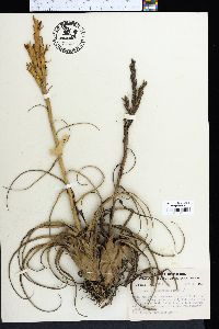 Tillandsia balbisiana image