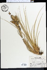 Tillandsia bartramii image