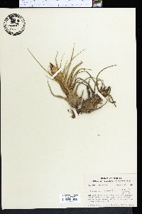 Tillandsia pruinosa image