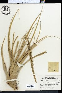 Tillandsia variabilis image