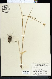 Cuthbertia ornata image