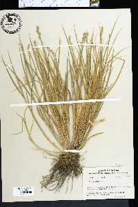 Carex alata image