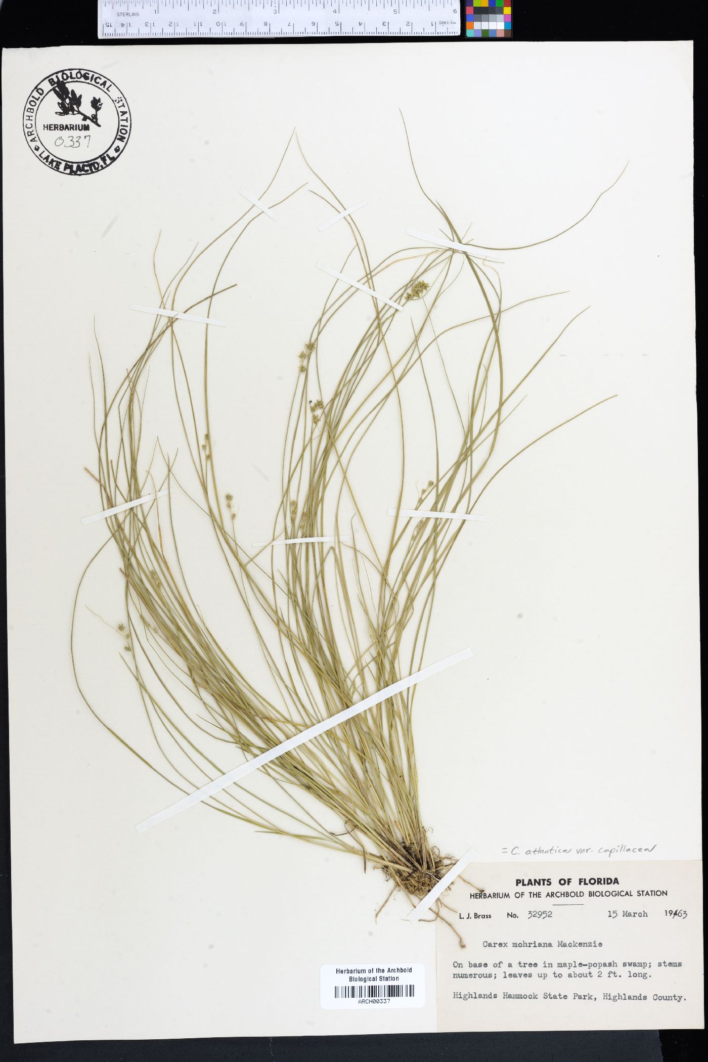 Carex mohriana image