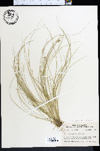 Carex mohriana image