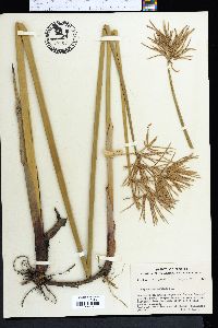 Cyperus articulatus image