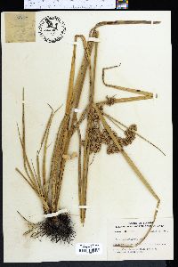 Cyperus distinctus image