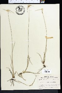 Rhynchospora colorata image