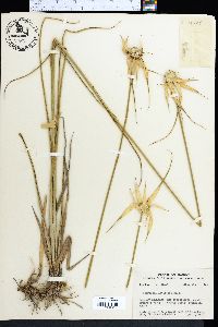 Dichromena latifolia image