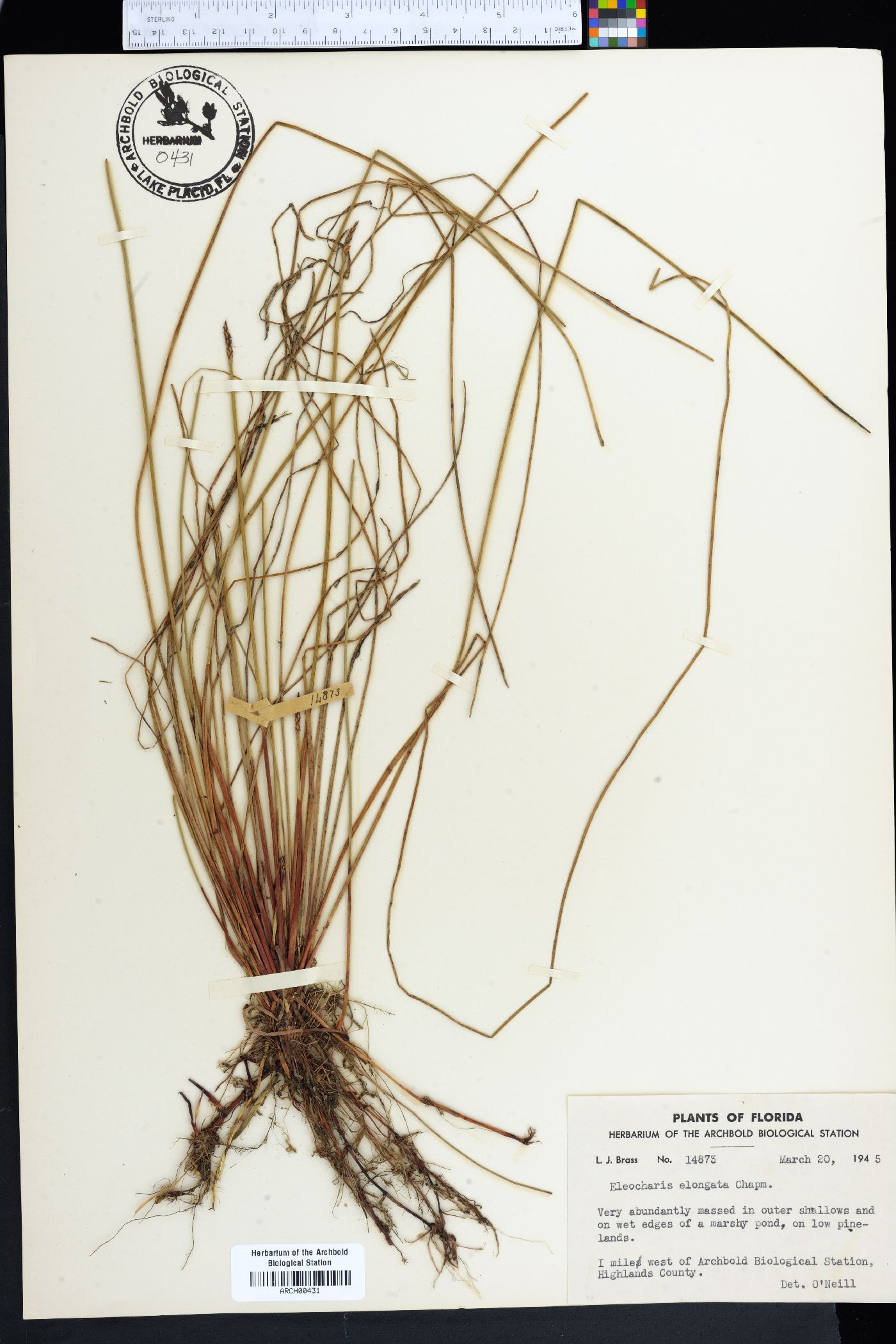 Eleocharis elongata image