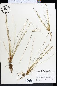 Eleocharis vivipara image