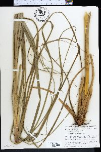 Scirpus cyperinus image